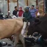 Heboh! Gerombolan Sapi “Demo” Seruduk Kendaraan di Makassar, Bikin Ngakak!