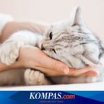 Mutasi Flu Burung di AS, Infeksi pada Kucing Picu Kewaspadaan