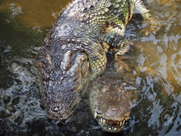 3 Kebiasaan Buaya sebelum Kawin dengan Pasangannya, Salah Satunya Ada Ritual Unik