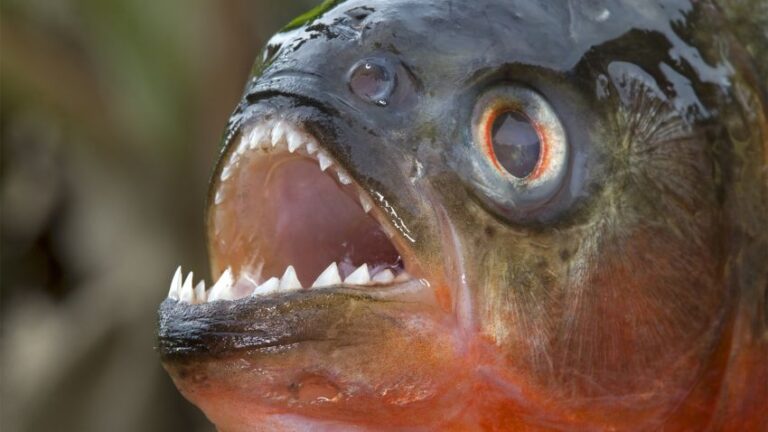 5 Sungai di Dunia yang Penuh Ikan Piranha, Banyak Terdapat di Wilayah Amerika Selatan