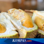 Apa Manfaat dari Makan Durian? Ini Penjelasannya…