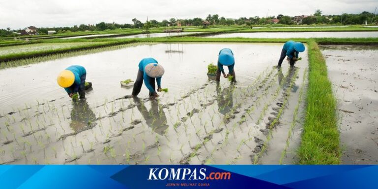 Petani di Cilincing Terancam Gagal Panen akibat Sawahnya Terendam Banjir