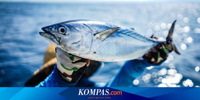 Ikan Tuna “Segemuk Sapi” di Jepang Laku Rp 21 Miliar