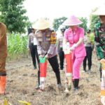 Dukung Ketahanan Pangan, Polres Gresik Lakukan Penanaman Jagung Serentak di Panceng