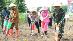 Dukung Ketahanan Pangan, Polres Gresik Lakukan Penanaman Jagung Serentak di Panceng