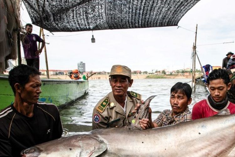 Ikan Tuna “Segemuk Sapi” di Jepang Laku Rp 21 Miliar