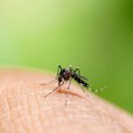 Malaria-DBD Masih Ditemukan, Status KLB Nias Selatan Diperpanjang