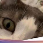 Teganya Pria Tembak Mati Kucing Timmy dari Jarak Dekat