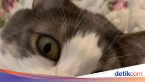 Teganya Pria Tembak Mati Kucing Timmy dari Jarak Dekat